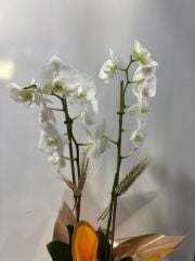 2 Dal Beyaz Orkide Sarı Buket Kağıtlı