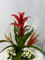 Guzmania ve Kalaonche Çiçeği Beton Saksıda