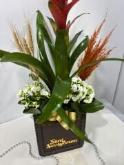 Guzmania ve Kalaonche Çiçeği Beton Saksıda