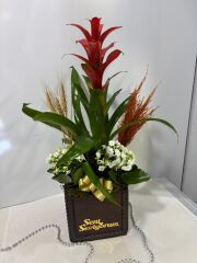 Guzmania ve Kalaonche Çiçeği Beton Saksıda