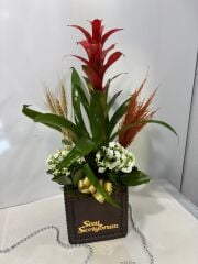 Guzmania ve Kalaonche Çiçeği Beton Saksıda