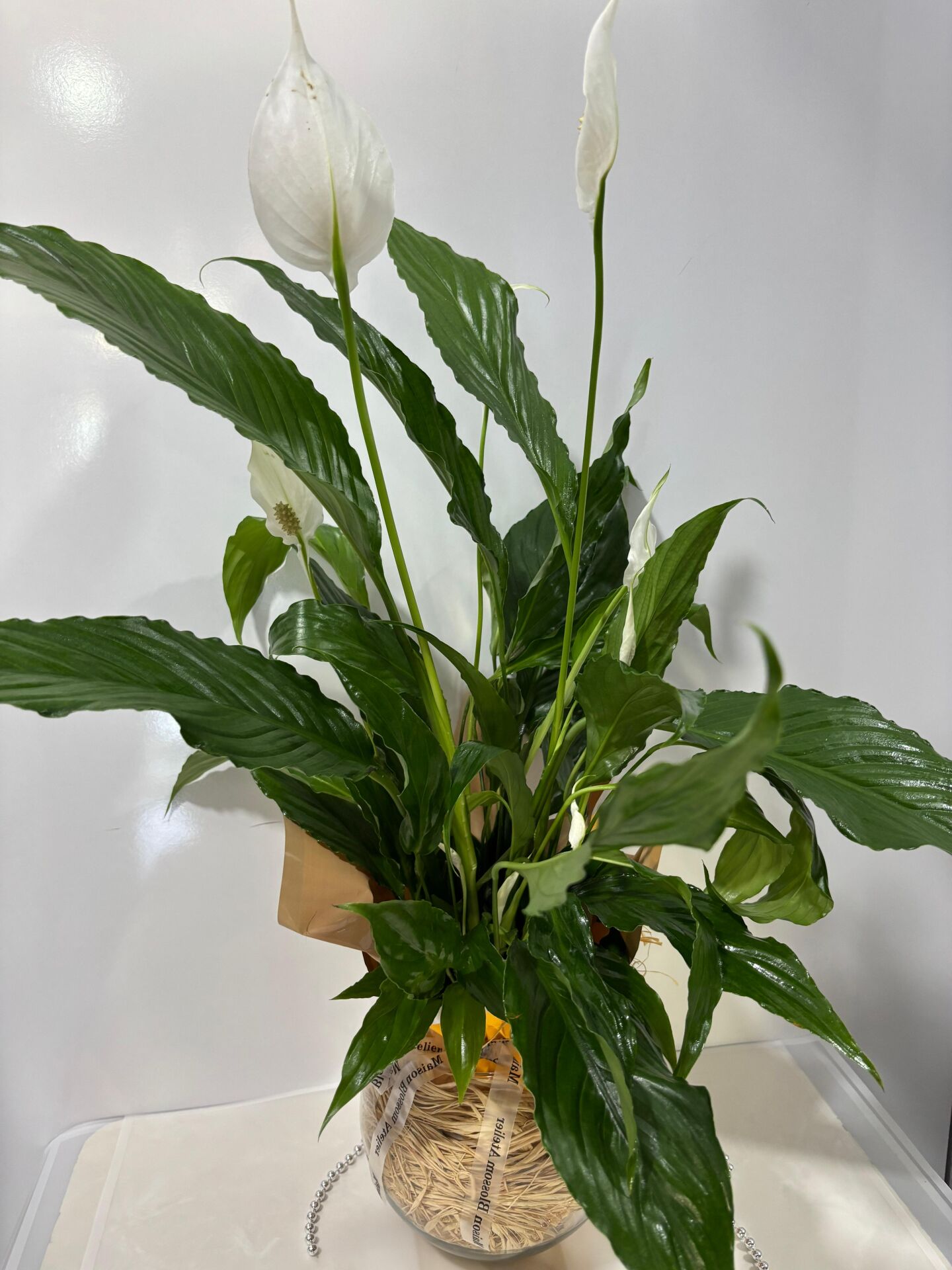 Akvaryum Cam Vazoda Beyaz Spatifilyum(Barış Çiçeği)