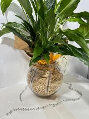 Akvaryum Cam Vazoda Beyaz Spatifilyum(Barış Çiçeği)