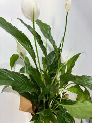 Akvaryum Cam Vazoda Beyaz Spatifilyum(Barış Çiçeği)