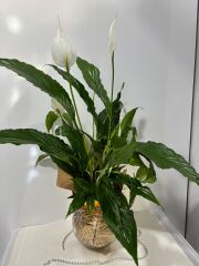 Akvaryum Cam Vazoda Beyaz Spatifilyum(Barış Çiçeği)