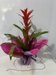 Lila ve Pembe Bukette Guzmania Saksı  Çiçeği