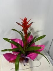 Lila ve Pembe Bukette Guzmania Saksı  Çiçeği