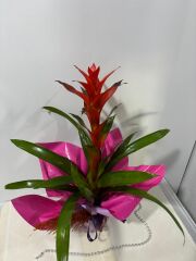 Lila ve Pembe Bukette Guzmania Saksı  Çiçeği