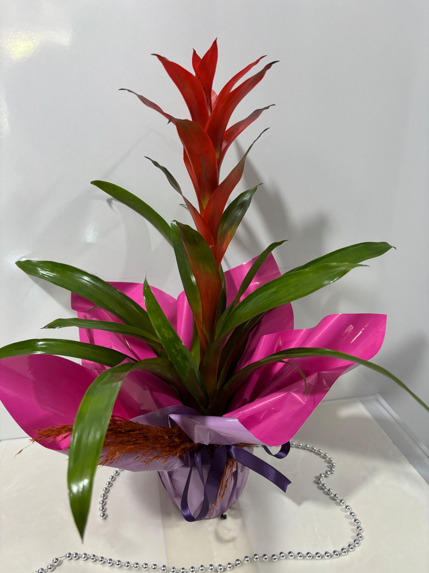 Lila ve Pembe Bukette Guzmania Saksı  Çiçeği