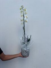 Kare Desenli Saksıda Tek Dal Orkide