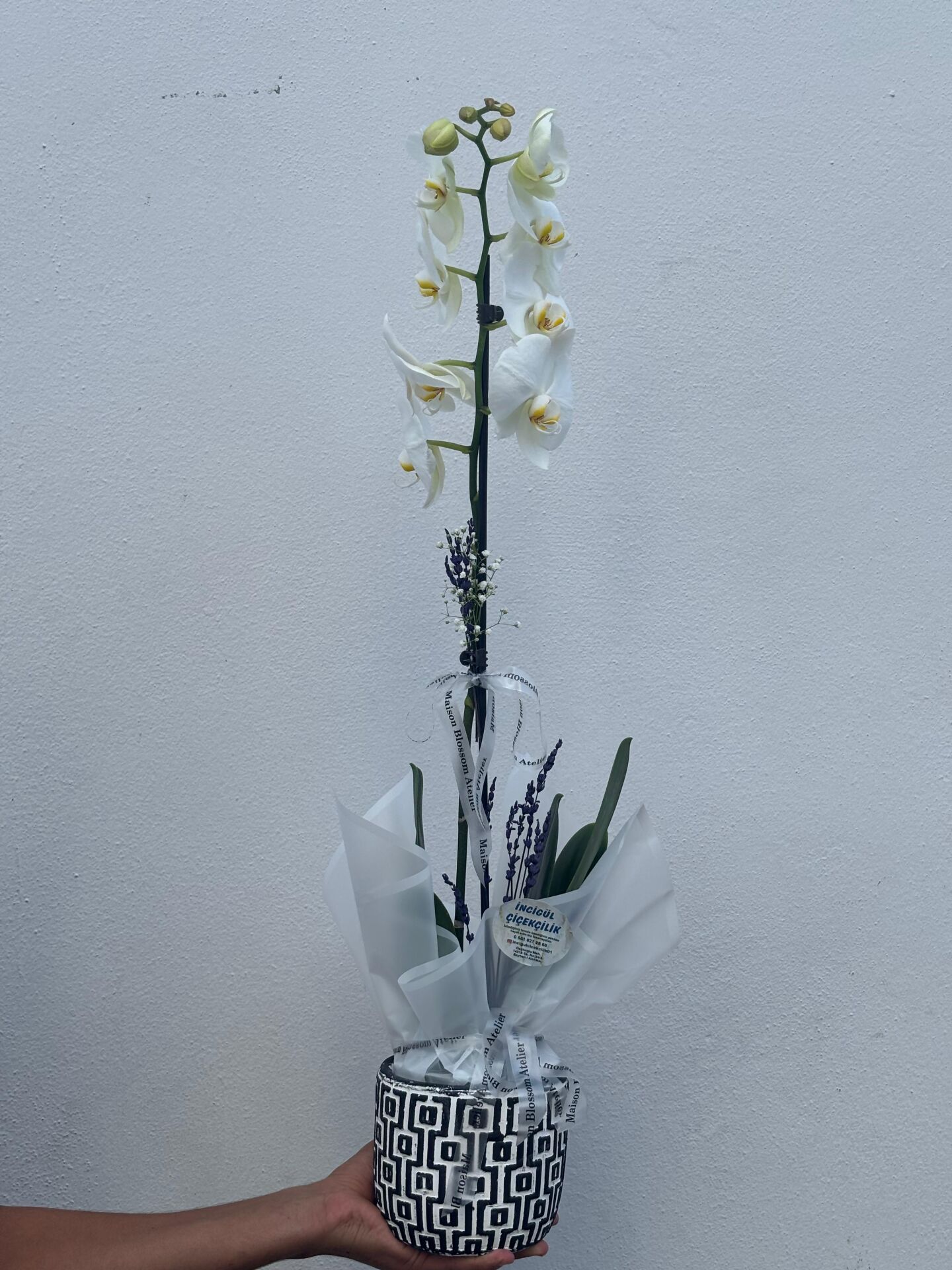 Kare Desenli Saksıda Tek Dal Orkide