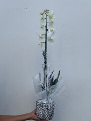 Kare Desenli Saksıda Tek Dal Orkide