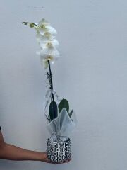 Kare Desenli Saksıda Tek Dal Orkide