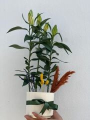 Saksıda Lilyum Çiçeği Beyaz Saksıda