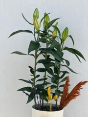 Saksıda Lilyum Çiçeği Beyaz Saksıda