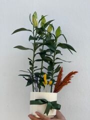 Saksıda Lilyum Çiçeği Beyaz Saksıda