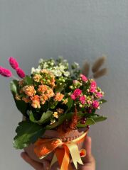 Kiremit Saksıda Üç Renk Kalaonche