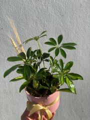 Pembe Saksıda Schefflera Bitkisi