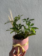 Pembe Saksıda Schefflera Bitkisi