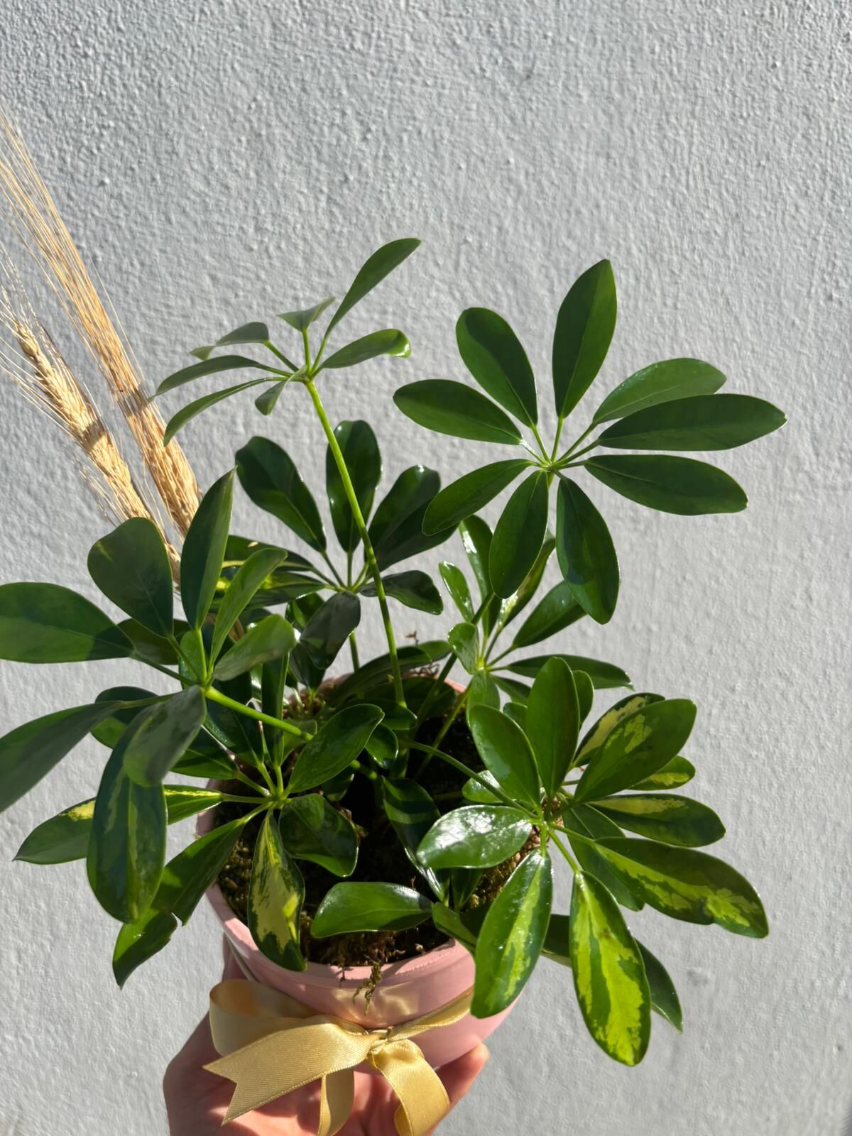 Pembe Saksıda Schefflera Bitkisi