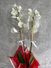 Çift Dal Beyaz Orkide Çiçeği Kırmızı Renkte Buket Kağıtta