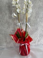 Çift Dal Beyaz Orkide Çiçeği Kırmızı Renkte Buket Kağıtta