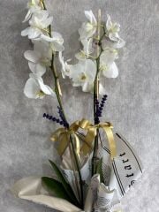 Çift Dal Beyaz Orkide Çiçeği Gazete Renkli Buket Kağıtta