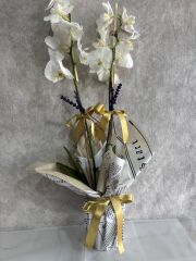 Çift Dal Beyaz Orkide Çiçeği Gazete Renkli Buket Kağıtta