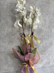 Pembe Buket Kağıdında 2 Dal Beyaz Orkide Çiçeği