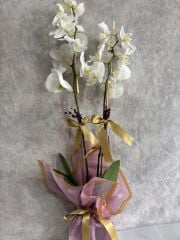 Pembe Buket Kağıdında 2 Dal Beyaz Orkide Çiçeği