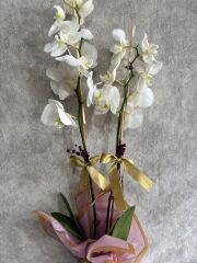 Pembe Buket Kağıdında 2 Dal Beyaz Orkide Çiçeği