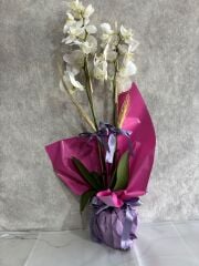 Çift Renkli Buket Kağıtta 2 Dal Beyaz Orkide Çiçeği