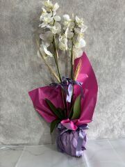 Çift Renkli Buket Kağıtta 2 Dal Beyaz Orkide Çiçeği