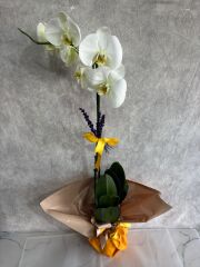 Sarı Renkli Buket Kağıtta Tek Dal Beyaz Orkide Çiçeği