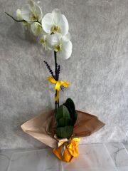 Sarı Renkli Buket Kağıtta Tek Dal Beyaz Orkide Çiçeği