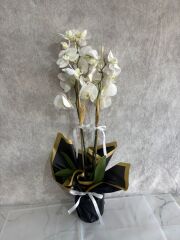 Siyah Renkli Buket Kağıtta 2 Dal Beyaz Orkide Çiçeği