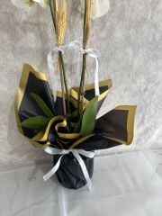 Siyah Renkli Buket Kağıtta 2 Dal Beyaz Orkide Çiçeği