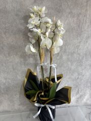 Siyah Renkli Buket Kağıtta 2 Dal Beyaz Orkide Çiçeği