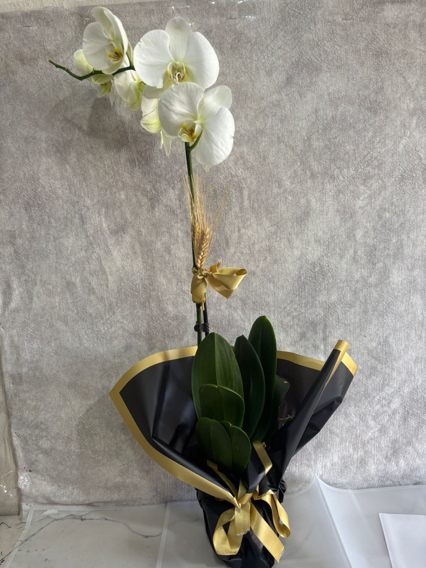 Siyah Renkli Buket Kağıtta Tek Dal Beyaz Orkide Çiçeği