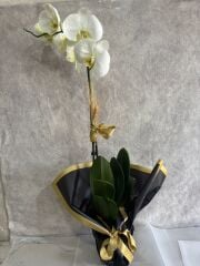 Siyah Renkli Buket Kağıtta Tek Dal Beyaz Orkide Çiçeği