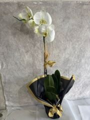 Siyah Renkli Buket Kağıtta Tek Dal Beyaz Orkide Çiçeği