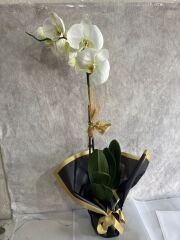 Siyah Renkli Buket Kağıtta Tek Dal Beyaz Orkide Çiçeği