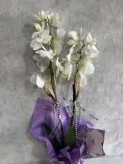 Mor Desenli Renkli Buket Kağıtta 2 Dal Beyaz Orkide Çiçeği