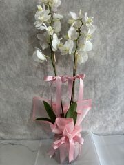 Pembe Renkli Buket Kağıtta Çift Dal Beyaz Orkide Çiçeği