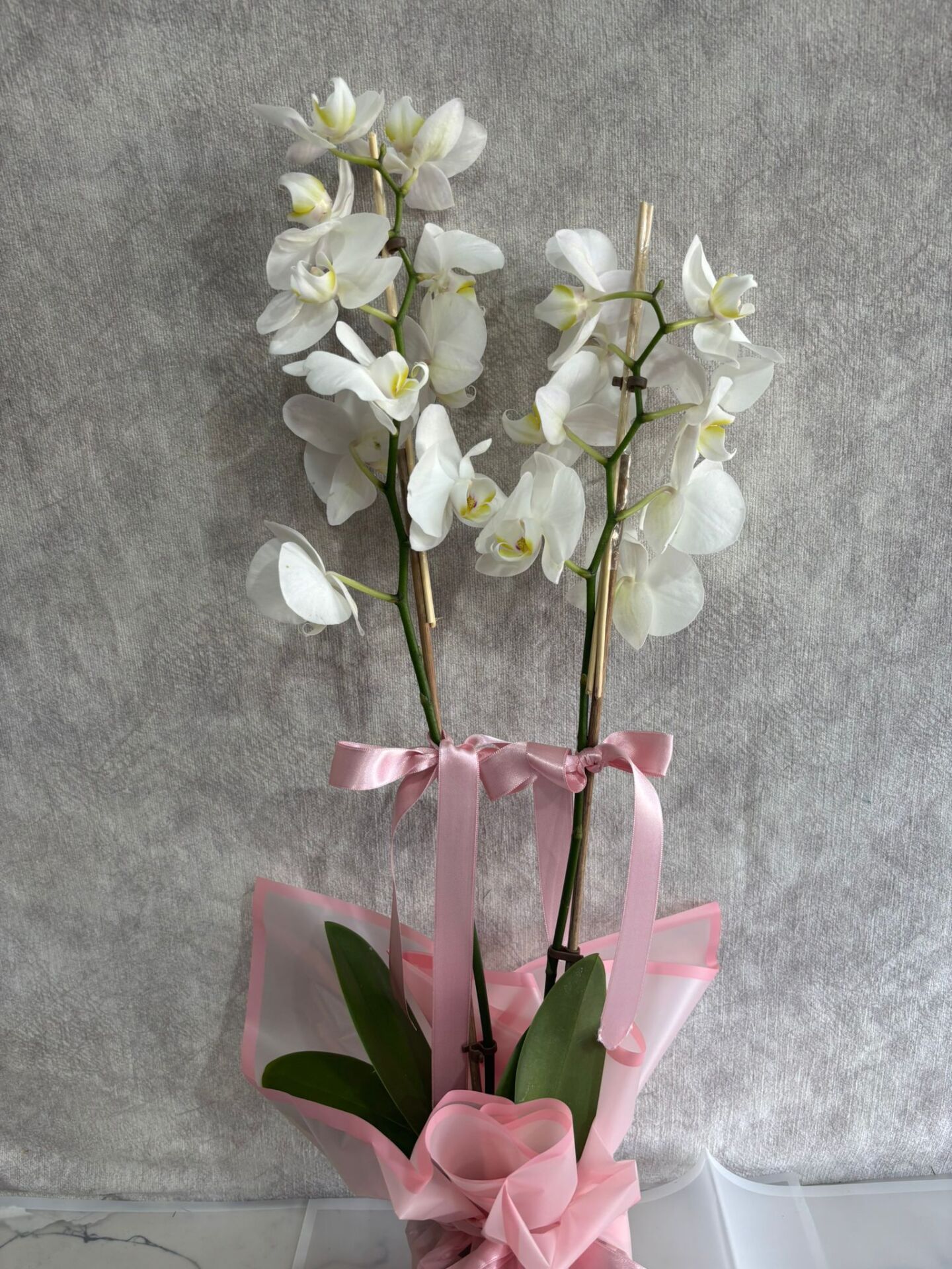 Pembe Renkli Buket Kağıtta Çift Dal Beyaz Orkide Çiçeği