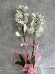 Pembe Renkli Buket Kağıtta Çift Dal Beyaz Orkide Çiçeği