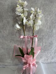 Pembe Renkli Buket Kağıtta Çift Dal Beyaz Orkide Çiçeği