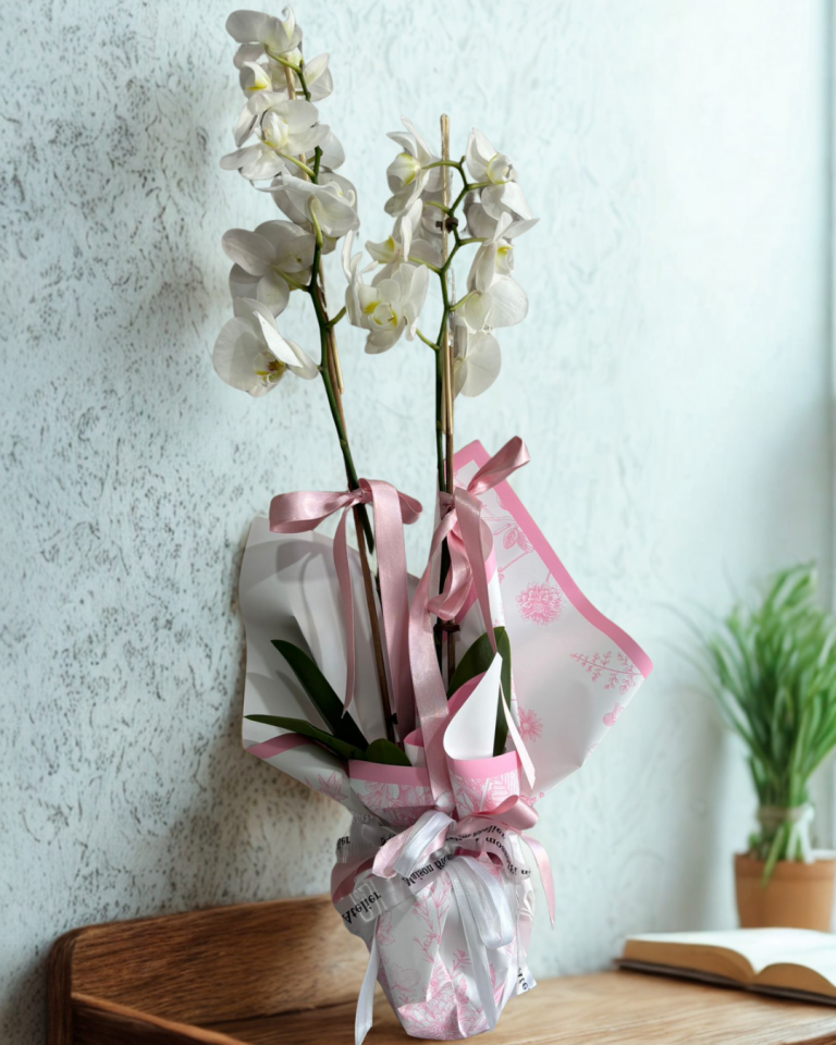 Desenli Buket Kağıtta Çift Dal Beyaz Orkide Çiçeği