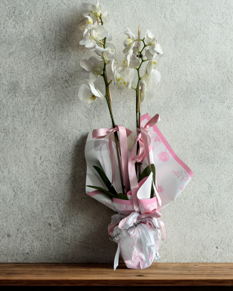 Desenli Buket Kağıtta Çift Dal Beyaz Orkide Çiçeği