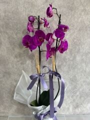 Mor Renkli Çift Dal Orkide Çiçeği Beyaz Buket Kağıtta